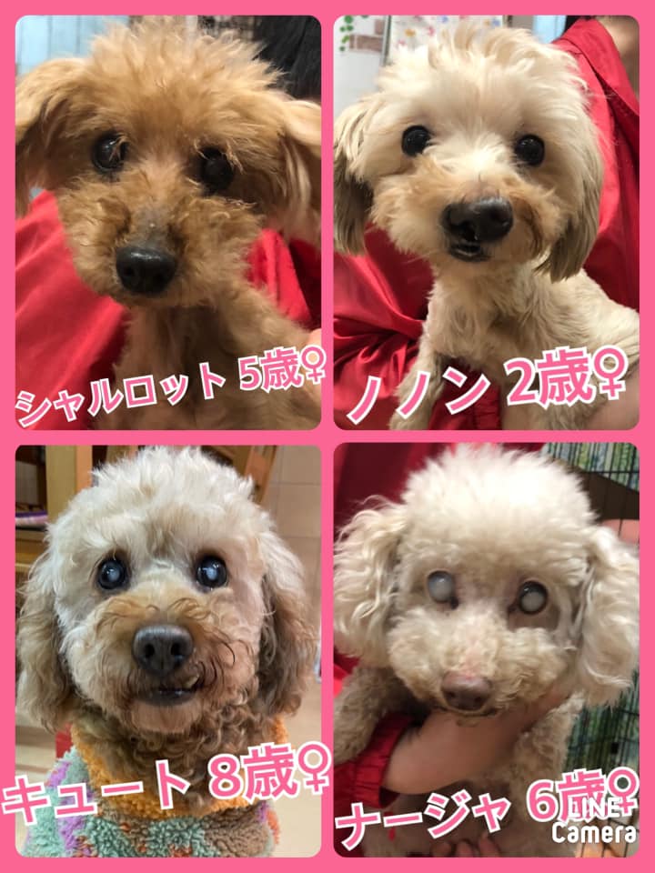 🐾今日の里親様募集中ワンコ🐶メンバーです🐾2021,3,9